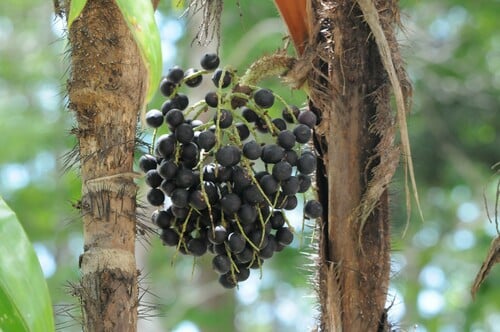 Bactris ferruginea