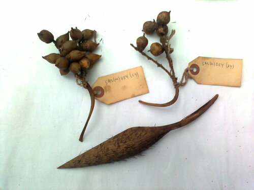 Bactris fissifrons