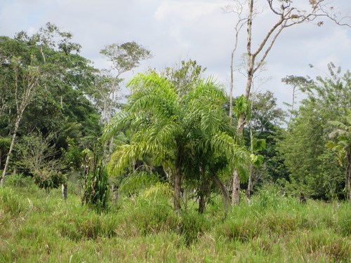 Bactris gasipaes (Peach palm) — photo