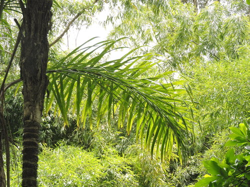Bactris gasipaes (Peach palm) — photo