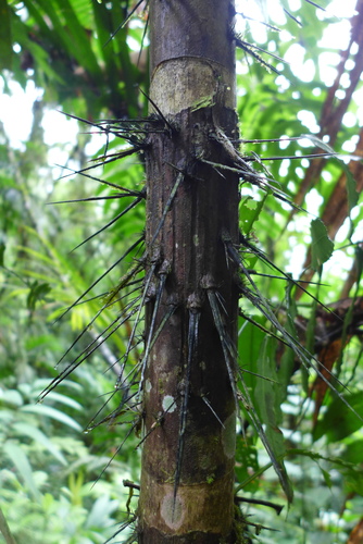 Bactris glandulosa