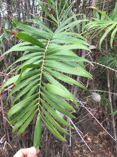 Bactris guineensis (Tobago cane) — photo
