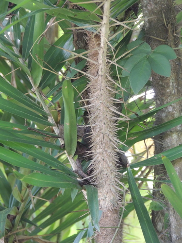 Bactris guineensis (Tobago cane) — photo