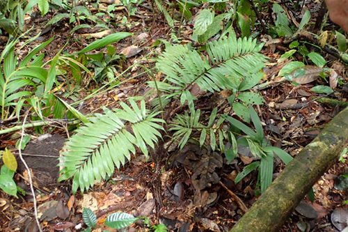 Bactris hirta — photo