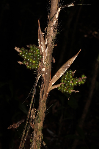Bactris hirta — photo