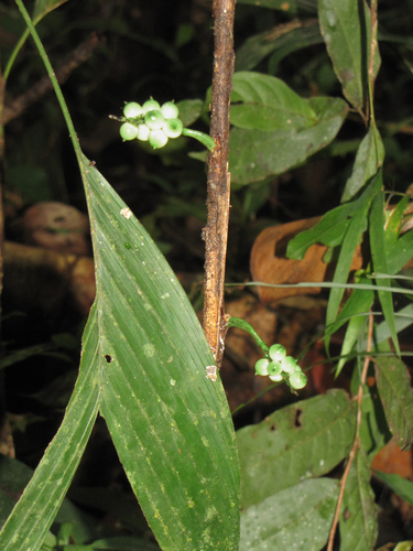 Bactris hirta