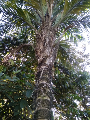 Bactris macana (Chontilla) — photo