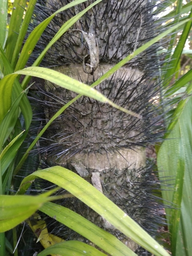 Bactris macana