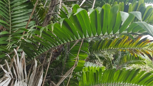 Bactris major (Maraja palm) — photo