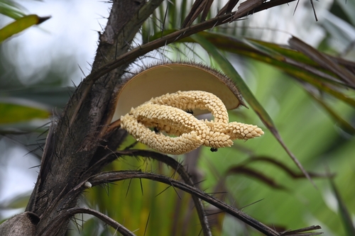 Bactris major (Maraja palm) — photo