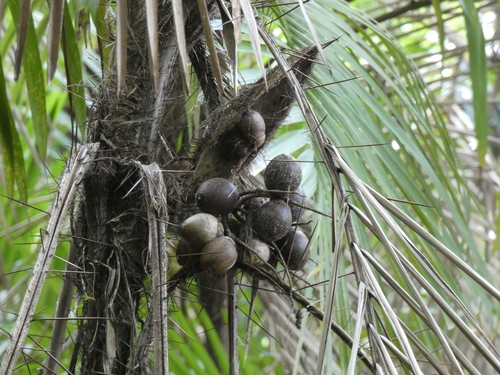 Bactris major
