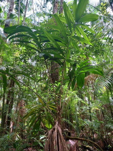 Bactris maraja (Maraja) — photo