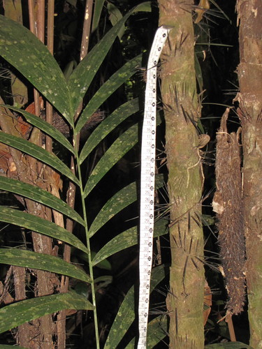 Bactris maraja (Maraja) — photo