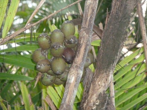 Bactris maraja