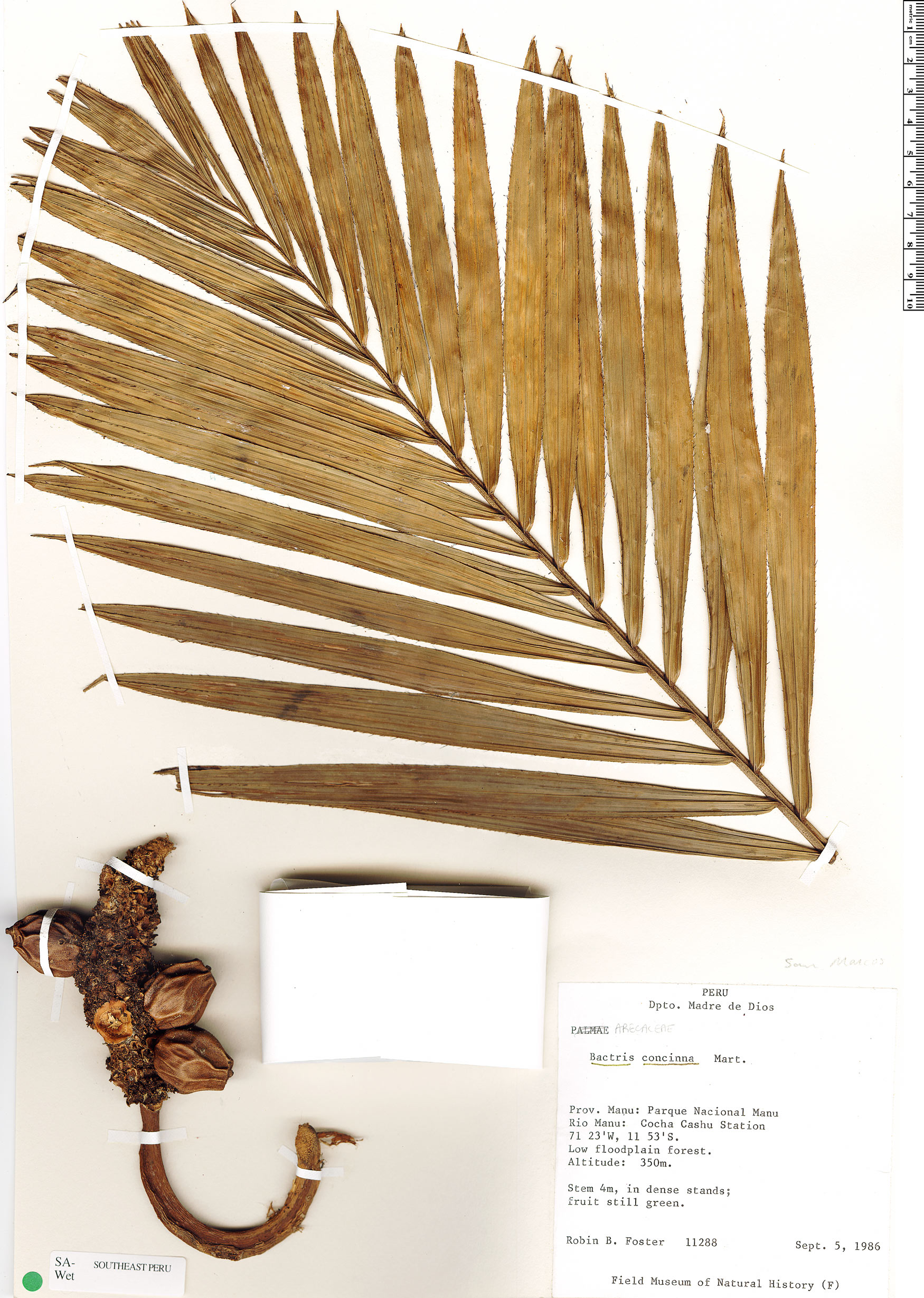 Bactris martiana — photo
