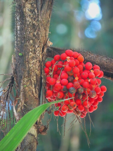 Bactris mexicana (Mexican spiny club palm) — photo