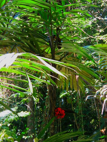 Bactris mexicana (Mexican spiny club palm) — photo
