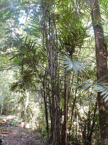 Bactris mexicana
