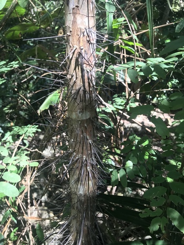 Bactris pilosa (Pilose spinyclubpalm) — photo