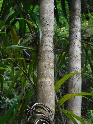 Bactris plumeriana (Coco macaco) — photo