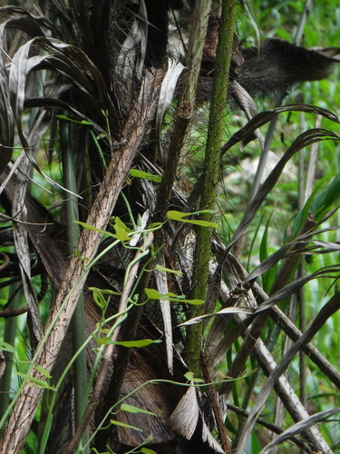 Bactris plumeriana (Coco macaco) — photo