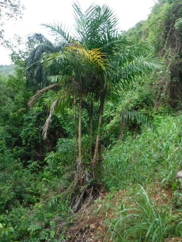 Bactris plumeriana