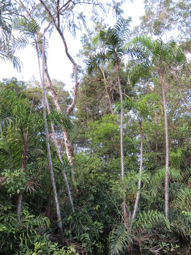 Bactris riparia — photo