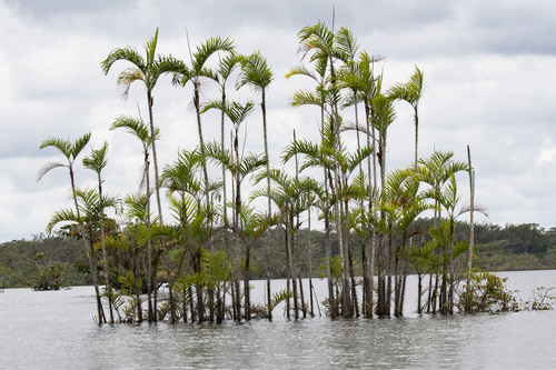 Bactris riparia