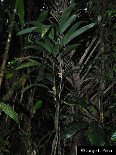 Bactris schultesii — photo