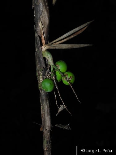 Bactris schultesii