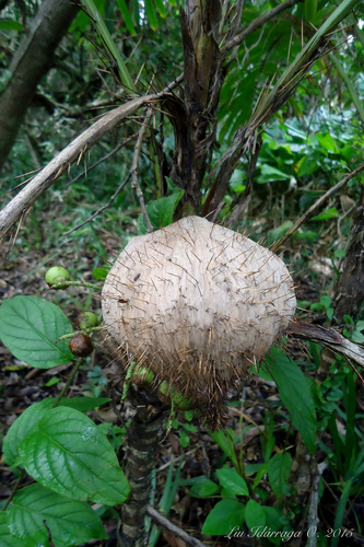 Bactris setosa (Jucum palm) — photo