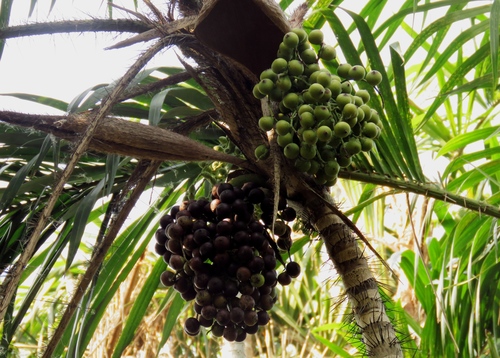 Bactris setosa (Jucum palm) — photo