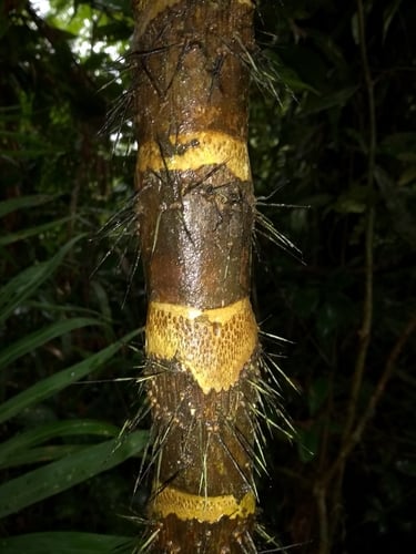 Bactris setosa