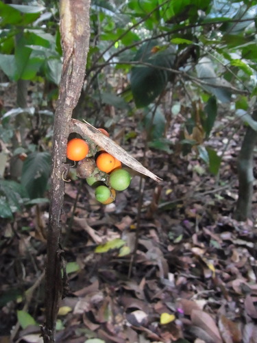 Bactris simplicifrons (Turtle paripi) — photo
