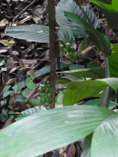 Bactris simplicifrons (Turtle paripi) — photo