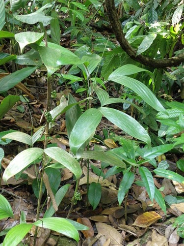 Bactris simplicifrons
