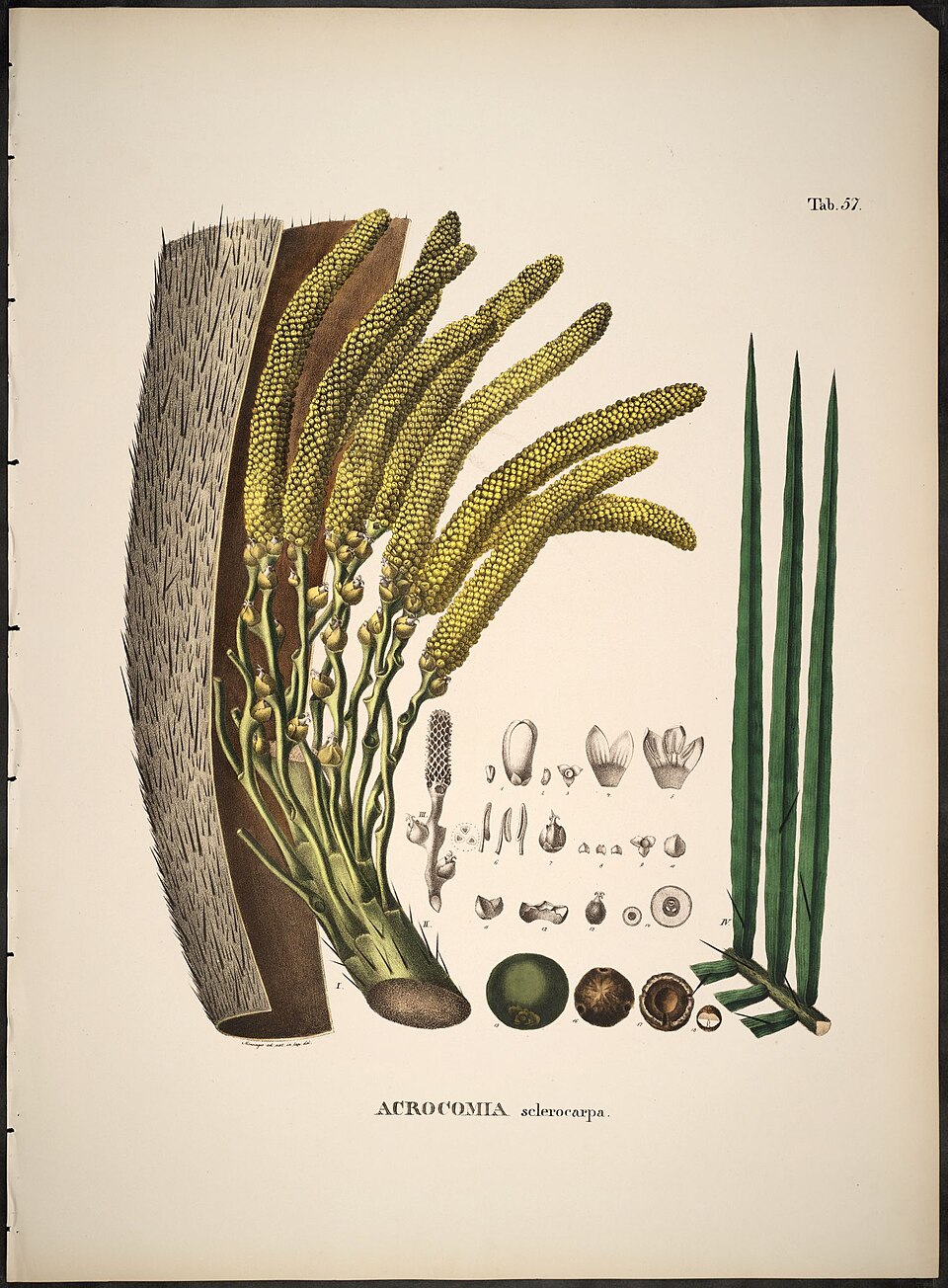 Bactris sphaerocarpa — photo