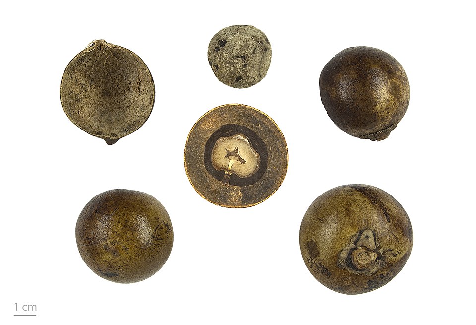 Bactris sphaerocarpa