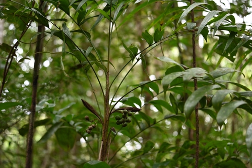 Bactris tomentosa — photo