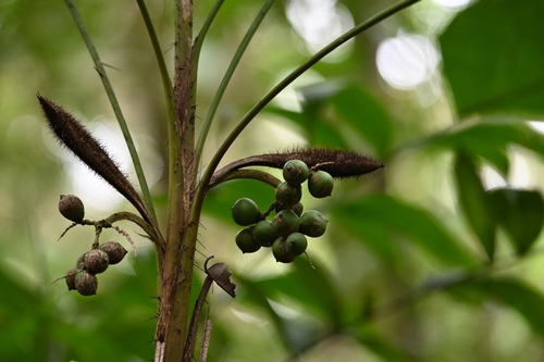 Bactris tomentosa