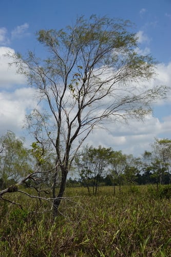 Baeckea frutescens (Childbirth Tea) — photo