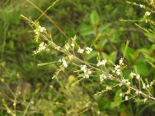Baeckea frutescens (Childbirth Tea) — photo