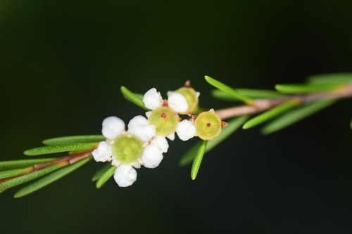 Baeckea frutescens