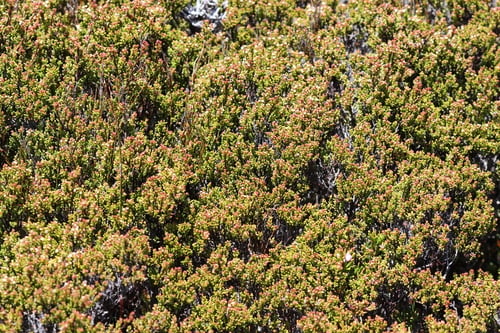 Baeckea gunniana (Alpine Baeckia) — photo