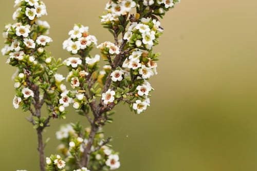 Baeckea gunniana (Alpine Baeckia) — photo