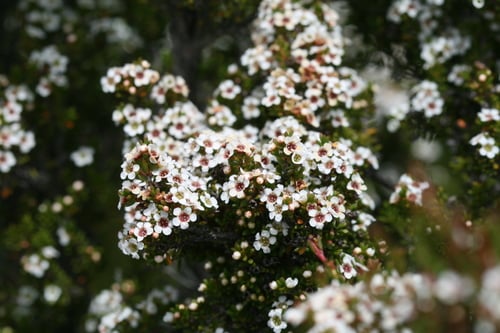 Baeckea gunniana