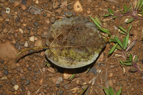 Bagassa guianensis (Cow-wood) — photo