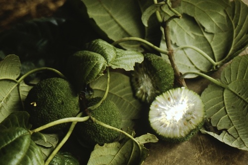 Bagassa guianensis
