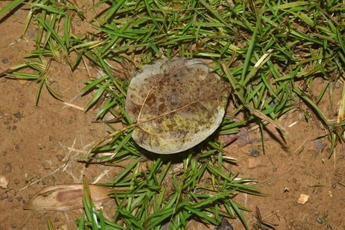 Bagassa guianensis (Cow-wood) — photo