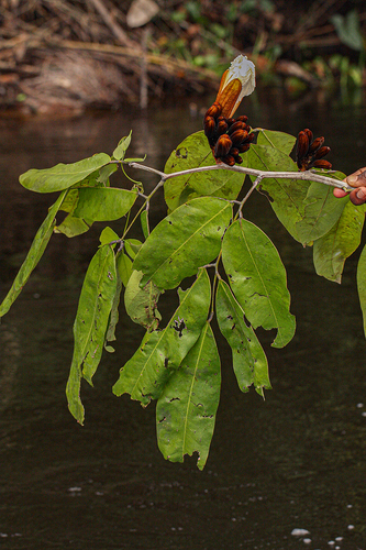 Baikiaea insignis — photo